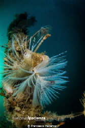 Sealife by Francesco Pacienza 